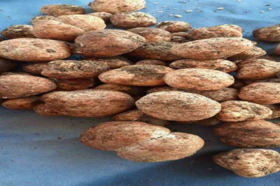 Kilosu 500 lirayı bulan ’Keme’ çıktı