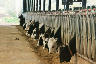 Tarım ve Orman Bakanlığı: Şap Enstitüsü 12 milyon 450 bin doz aşı üretti