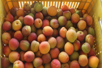 Malatya'da kayısı hasadı başladı