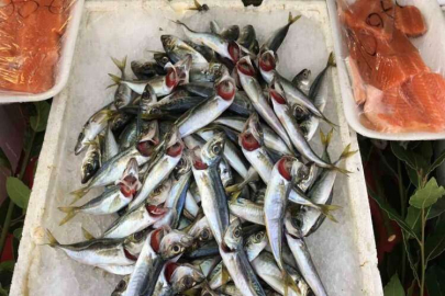 Alaplı’da balık fiyatları yükseldi