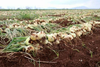 Soğan fiyatları düşecek