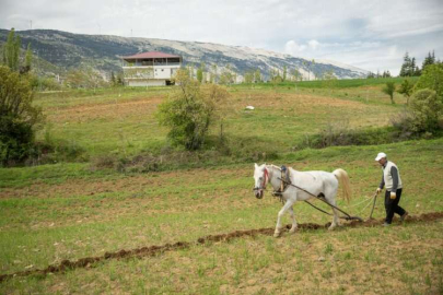 Kahramanmaraş'ın engebeli arazileri atlarla sürülüyor
