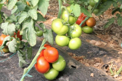 Batı Akdeniz'in ihracatında lider ülke Rusya