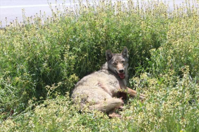 KONYA - Yaralı kurt tedavi altına alındı