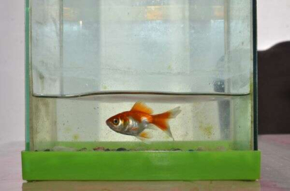 Deprem bölgesinde 100 gün sonra fanusta hayatta kalan balık şaşırttı