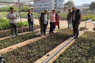 5 bin adet aşılı keçiboynuzu  fidan üretimi yapıldı