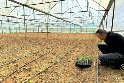 Aksu'da yayla seracılığı artıyor