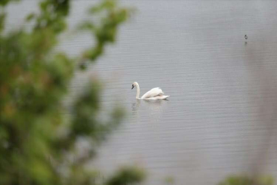 BOLU - Göç yolundaki kuğu Bolu'daki baraj gölünde mola verdi