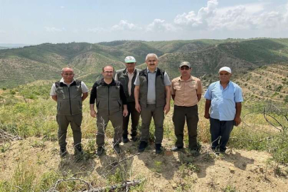 Yanık ormanların yeşermesi için çalışmalar sürüyor