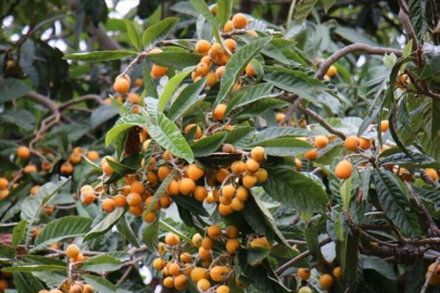 Erdemli'de yenidünya hasadı devam ediyor