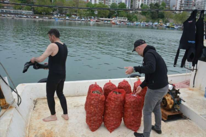 DÜZCE - Balık avı yasağı döneminde salyangoza yönelen balıkçıların mesaisi başladı