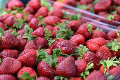 İZMİR - Menemen'de oylarını kullanan üreticiler çilek hasadına devam etti