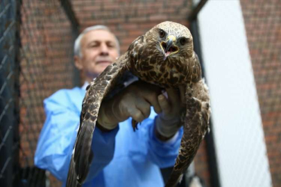 BİNGÖL - Kanadına kemik nakledilen şahin doğaya salındı