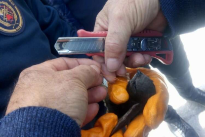 Kahramanmaraş'ta ayağına ip dolanan kırlangıcı itfaiye kurtardı