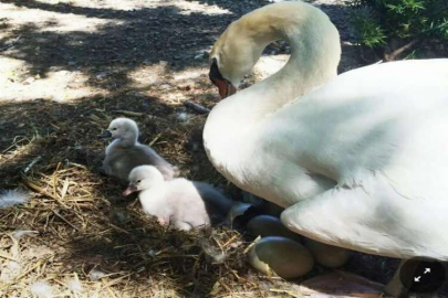 New York Köyünün Kuğusunu Öldürüp Yediler
