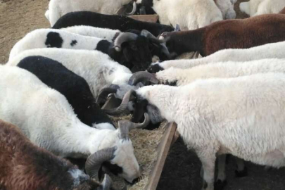 Köse’den kurbanlıklara 21 gün karantina uyarısı