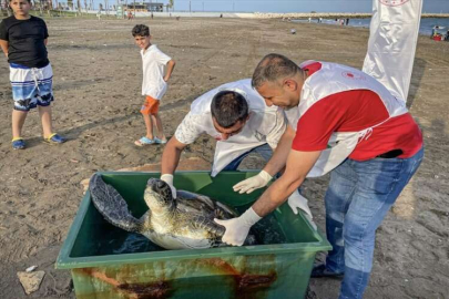 Mersin'de 2 yeşil deniz kaplumbağası denize bırakıldı