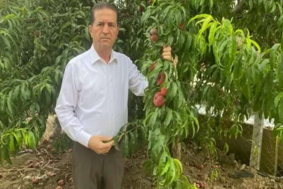 Akdeniz meyve sineğinin popülasyonu artabilir, önlemler alınmalı