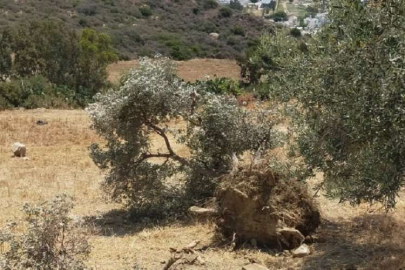 Toplu konut yapılacak arazideki zeytin ağaçlarının sökülmesine tepki