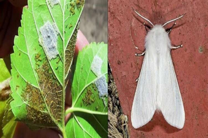 628 bitki türene zarar veriyor