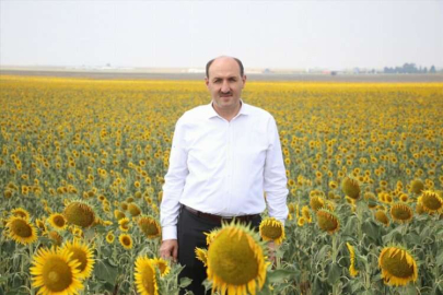 Çukurova'da yağışlar ayçiçeği üreticisini umutlandırdı