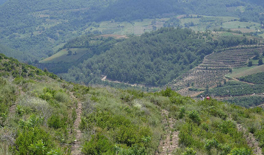 Yangın karası yerini yeşile bıraktı (4)