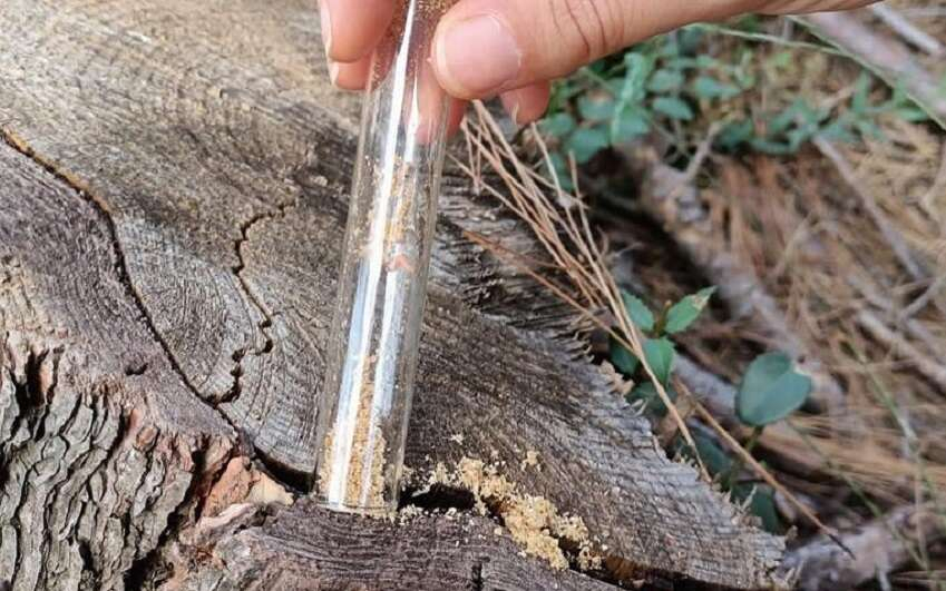 biyolojik mücadele-2