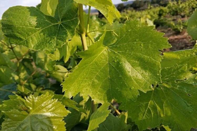 450 liradan satılmasına rağmen taleplere yetişilemiyor