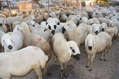 Kurbanlık alırken nelere dikkat etmeli