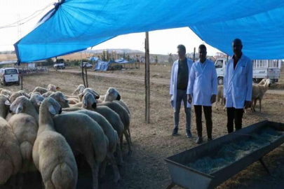 Bayram öncesi Adana’ya 30 bin hayvan getirildi