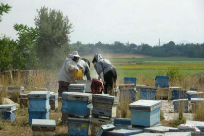 Arıcıların sağım mesaisi başladı  
