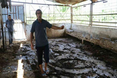 Geçim kaynağı 10 ineği elektrik akımına kapılarak telef oldu