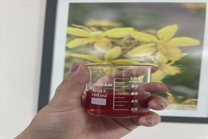 Sarı kantaron türleri ekonomiye kazandırılacak