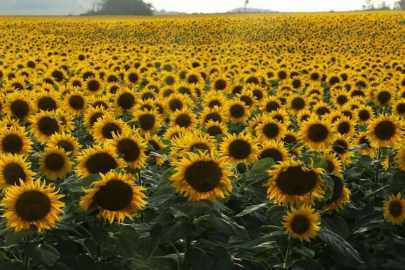 Adana, ayçiçeği hasadına hazırlanıyor