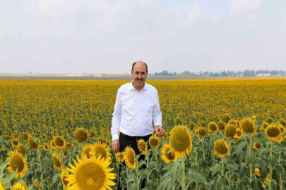 Çukurova’da “beyaz altının” yerine “sarı altın aldı”