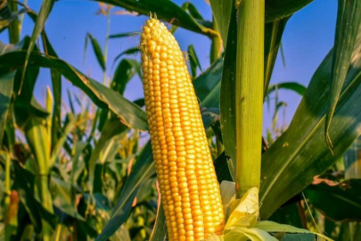 Adana’da bu yıl 900 bin dönümden fazla alanda mısır hasadı yapılacak