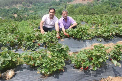 Söğütlügöl Köyü, çilek üretimiyle kalkınacak