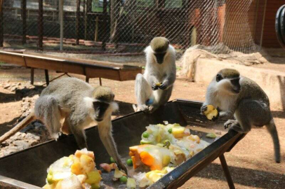 Kavurucu sıcakta maymunlar özel buzlu meyve kokteyliyle, boz ayı ailesi ise havuzda serinliyor