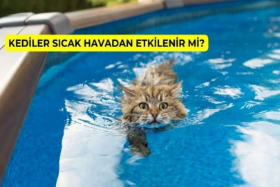 Kediler Sıcak Havadan Etkilenir mi?