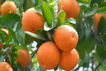 Türkiye'den yılın ilk yarısında 452,8 milyon dolarlık turunçgil ihraç edildi