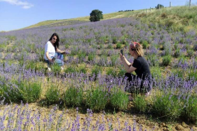 Yurt dışından geldi, bozkırı lavantaya bürüdü