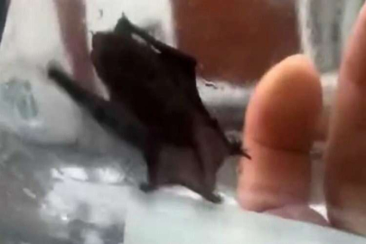 İstanbul’da evlere giren yarasalar paniğe neden oldu