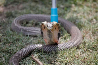 Hintli kadın, erkek arkadaşını zehirli kobra ile öldürdü