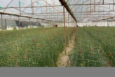 Isparta'da karanfil hasadına başlandı