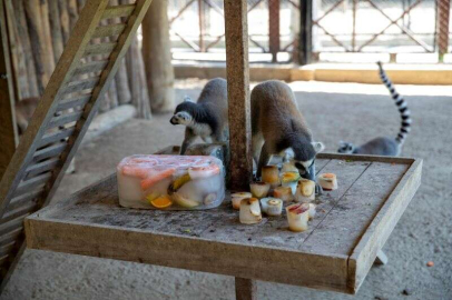 Sıcaktan bunalan hayvanlar buzlu meyve ve suyla serinliyor