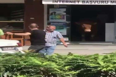 Sıcaktan bunalan tosun klimalı dükkana girerek serinledi