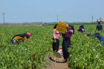Kavurucu sıcakta zorlu mesai