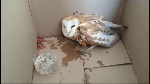 Hatay’da yaralı bulunan peçeli baykuş koruma altına alındı