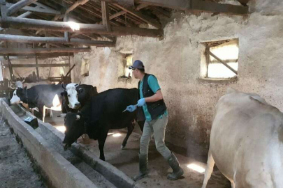 Şile'de 21 mahalle şap hastalığı nedeniyle karantinaya alındı