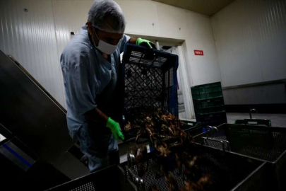 Antalyalı girişimci balıkçılardan aldığı kerevitleri 15 ülkeye ihraç ediyor